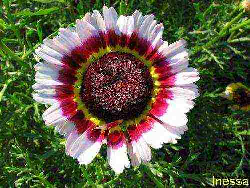 chrysanthemum keeled planting and care in the open field