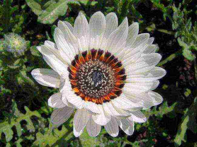 chrysanthemum keeled planting and care in the open field