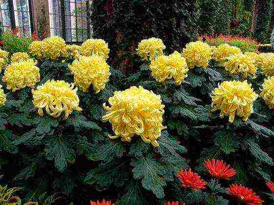 chrysanthemums large-flowered planting and care in the open field