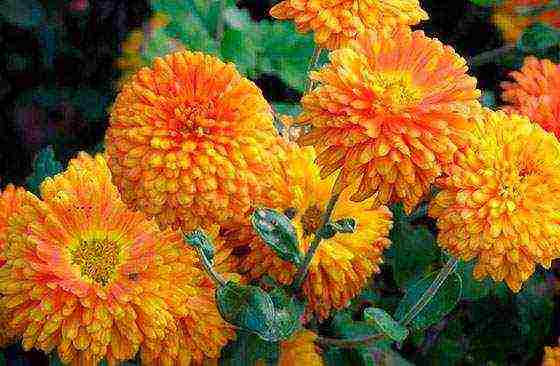 chrysanthemums large-flowered planting and care in the open field