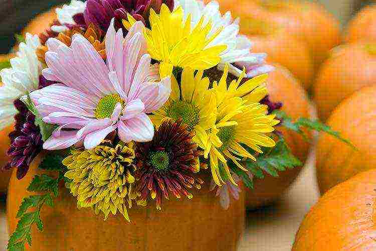 chrysanthemums malaking-bulaklak na pagtatanim at pangangalaga sa bukas na bukid