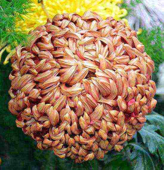 chrysanthemums large-flowered planting and care in the open field