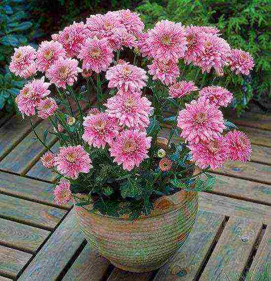 chrysanthemums large-flowered planting and care in the open field