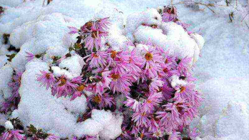 chrysanthemum planting and care in the open field in spring