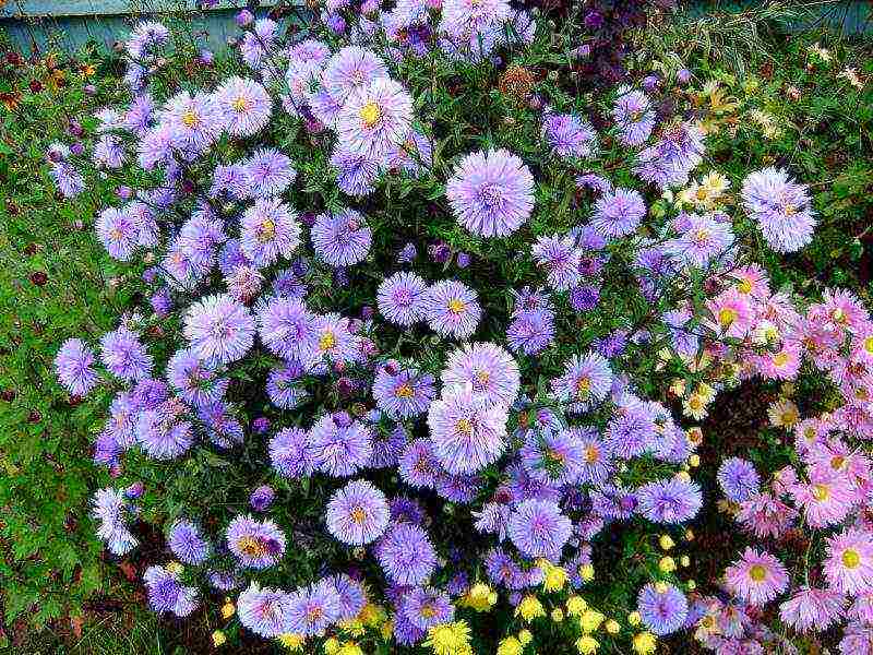 chrysanthemum planting and care in the open field in spring