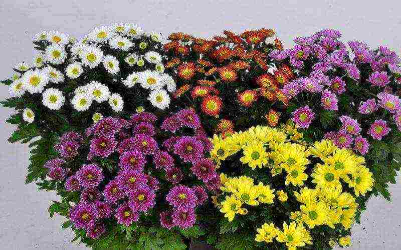 chrysanthemum planting and care in the open field in spring