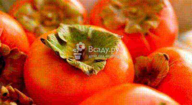 persimmon best varieties