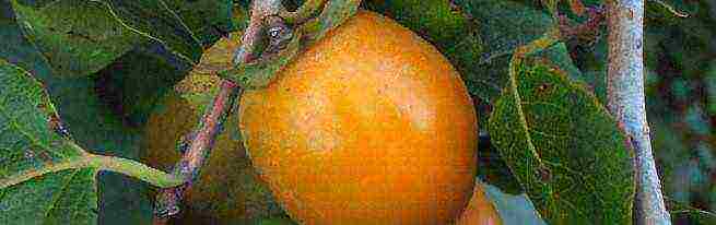 persimmon best varieties