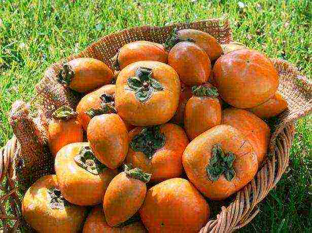 persimmon best varieties