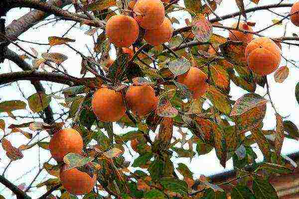 persimmon best varieties