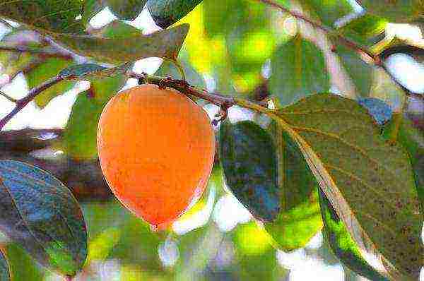 persimmon best varieties