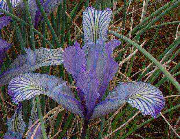 bearded iris planting and care in the open field winter hardiness