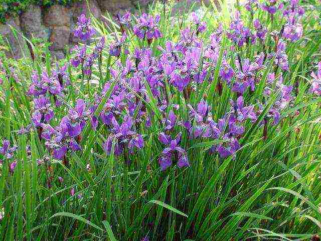 bearded iris planting and care in the open field winter hardiness