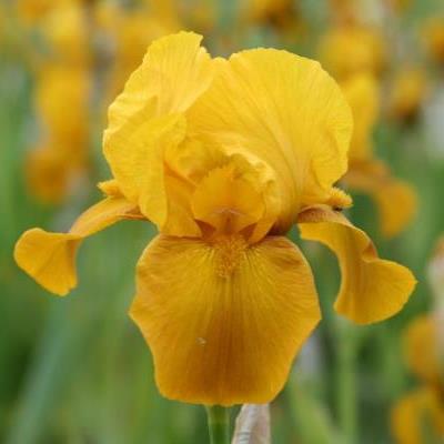 bearded iris planting and care in the open field winter hardiness