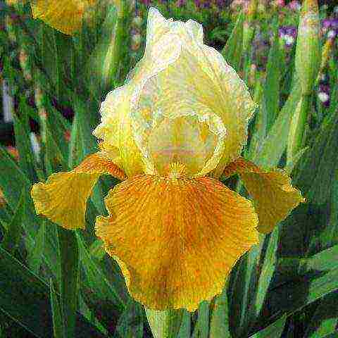 bearded iris planting and care in the open field winter hardiness