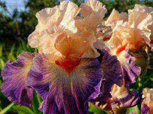 bearded iris planting and care in the open field winter hardiness