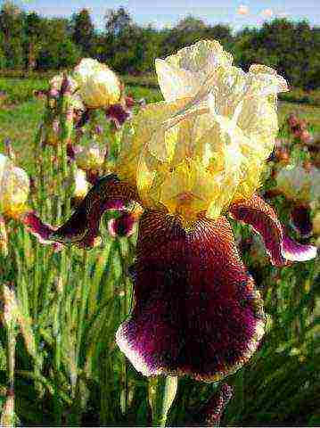 bearded iris planting and care in the open field winter hardiness