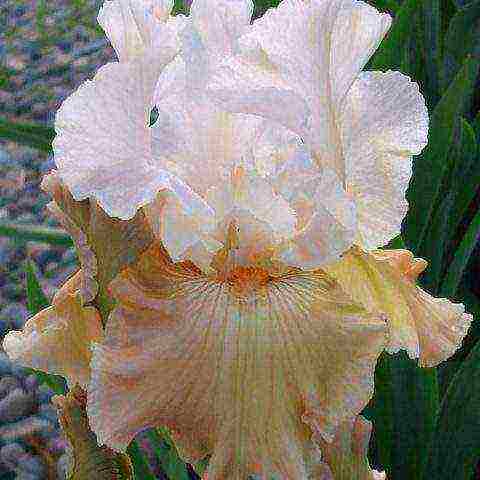 bearded iris planting and care in the open field winter hardiness