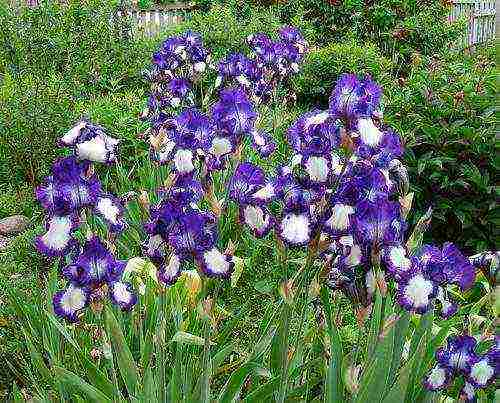 bearded iris planting and care in the open field winter hardiness