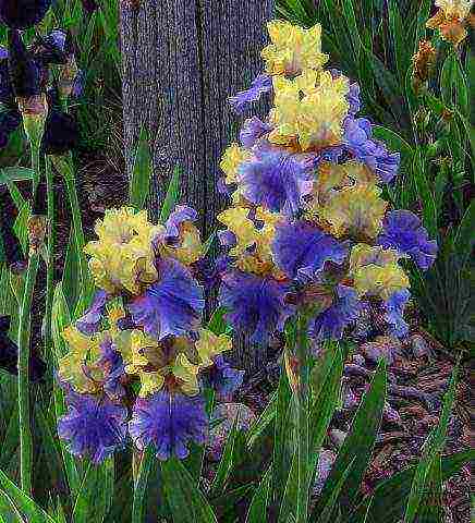 bearded iris planting and care in the open field winter hardiness