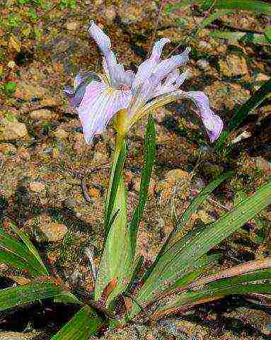 bearded iris planting and care in the open field winter hardiness