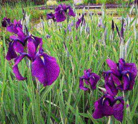 bearded iris planting and care in the open field winter hardiness