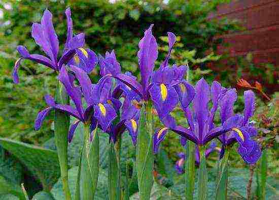 bearded iris planting and care in the open field winter hardiness