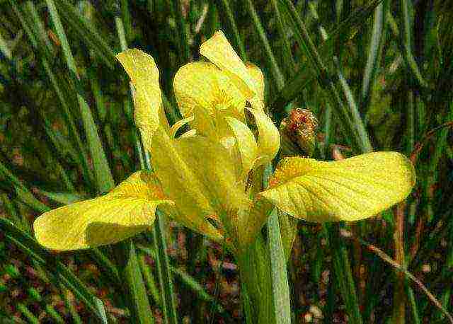 bearded iris planting and care in the open field winter hardiness