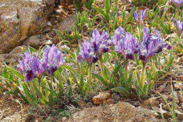 bearded iris planting and care in the open field winter hardiness