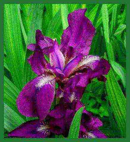 bearded iris planting and care in the open field winter hardiness