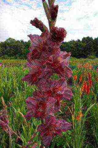 bearded iris planting and care in the open field winter hardiness