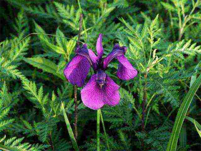 bearded iris planting and care in the open field winter hardiness