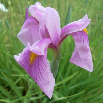 bearded iris planting and care in the open field winter hardiness