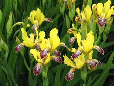 bearded iris planting and care in the open field winter hardiness