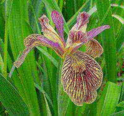 bearded iris planting and care in the open field winter hardiness