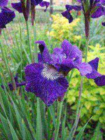 bearded iris planting and care in the open field winter hardiness