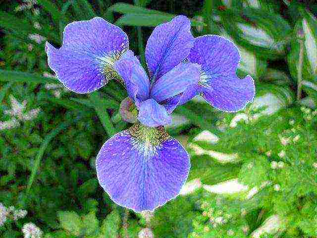 bearded iris planting and care in the open field winter hardiness