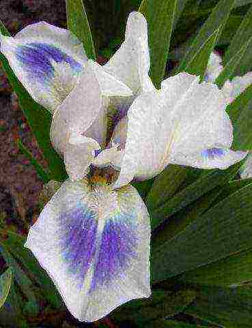 bearded iris planting and care in the open field winter hardiness