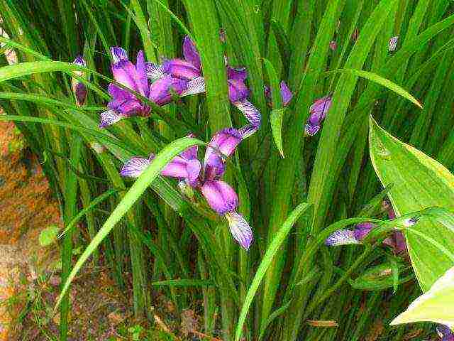 bearded iris planting and care in the open field winter hardiness