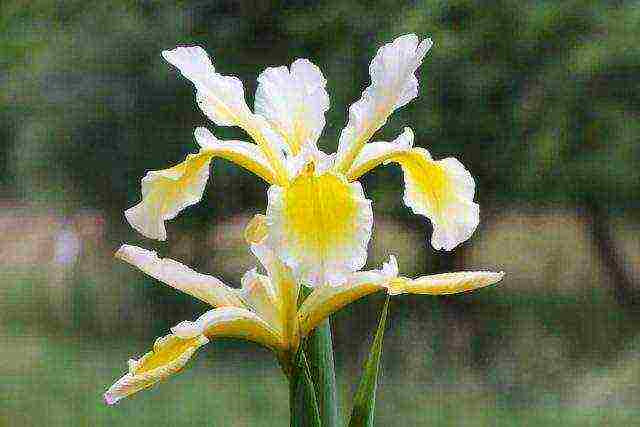 bearded iris planting and care in the open field winter hardiness