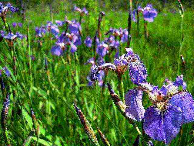 bearded iris planting and care in the open field winter hardiness