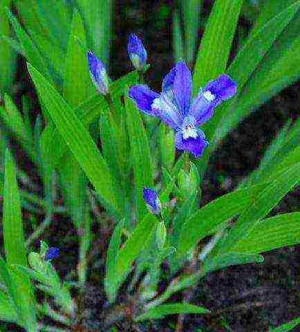 bearded iris planting and care in the open field winter hardiness