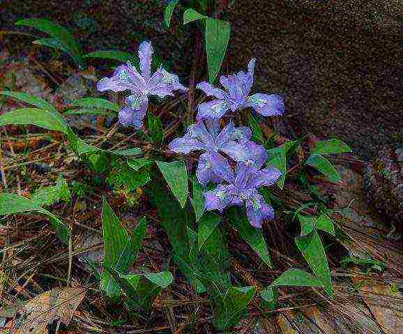 bearded iris planting and care in the open field winter hardiness