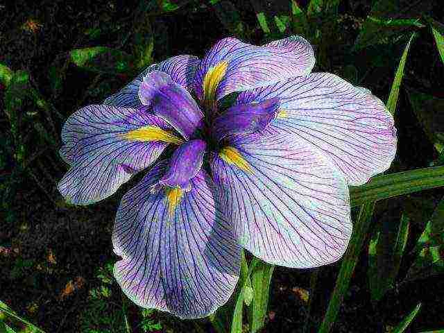 bearded iris planting and care in the open field winter hardiness