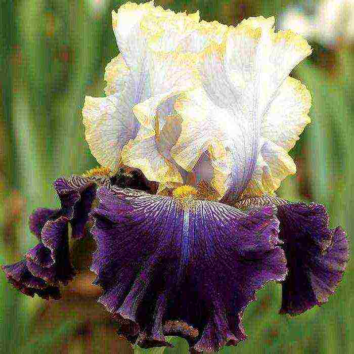 bearded iris planting and care in the open field winter hardiness