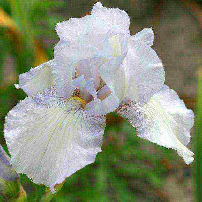 bearded iris planting and care in the open field winter hardiness