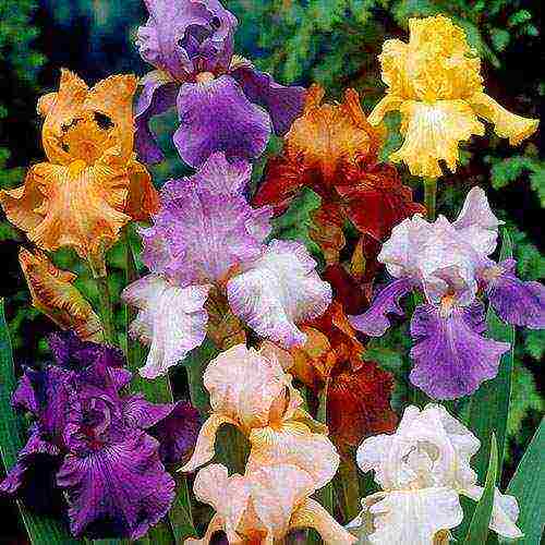irises are the best varieties