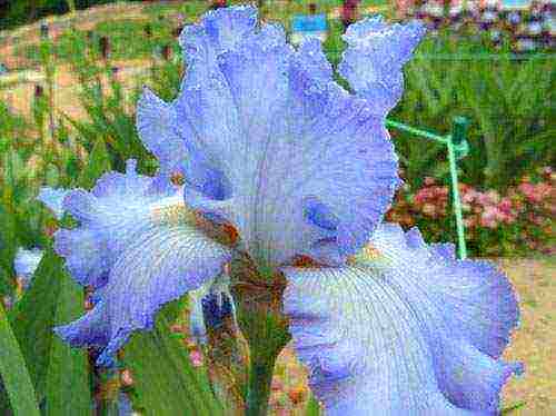 irises are the best varieties