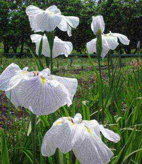 irises ay ang pinakamahusay na pagkakaiba-iba