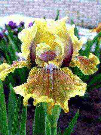 irises are the best varieties